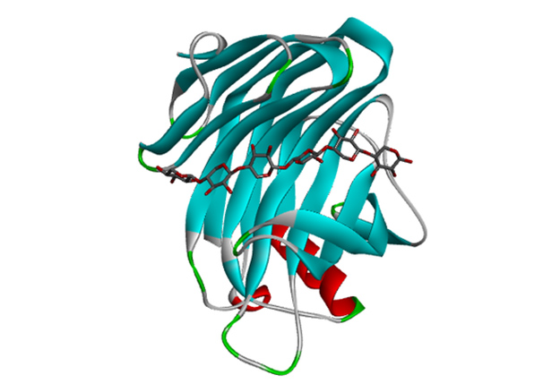 3D structure of Xylamax enzyme